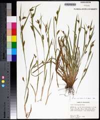 Carex flaccosperma image