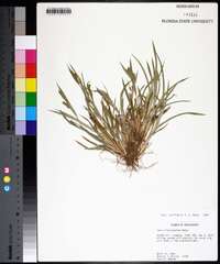 Carex flaccosperma image