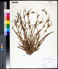 Carex flaccosperma image