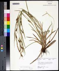 Carex flaccosperma image