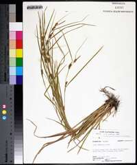 Carex flaccosperma image