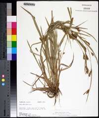 Carex flaccosperma image