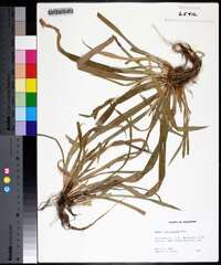 Carex flaccosperma image