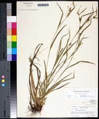 Carex flaccosperma image