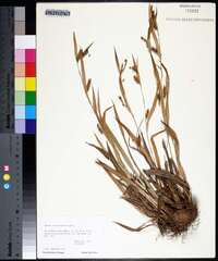 Carex flaccosperma image