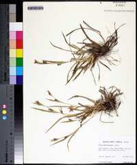 Carex flaccosperma image