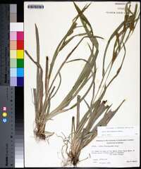 Carex flaccosperma image