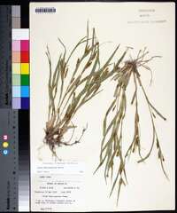 Carex flaccosperma image