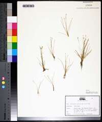 Eleocharis parvula image