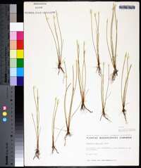 Eleocharis robbinsii image