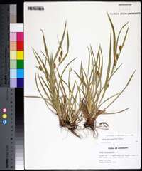 Carex flaccosperma image