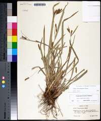 Carex flaccosperma image