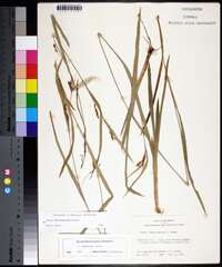Carex flaccosperma image