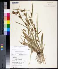 Carex flaccosperma image