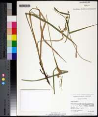 Carex folliculata image