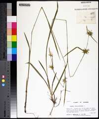 Carex folliculata image