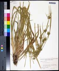 Carex folliculata image