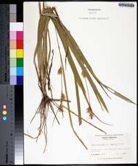 Carex folliculata image