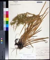 Carex folliculata image