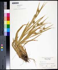 Carex folliculata image