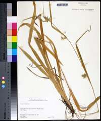 Carex folliculata image