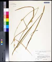 Carex folliculata image