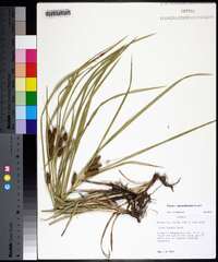 Carex aureolensis image