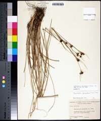 Rhynchospora fascicularis image