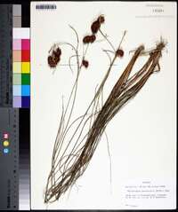 Rhynchospora fascicularis image