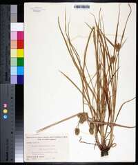 Cyperus lancastriensis image