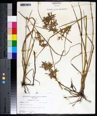 Cyperus lecontei image