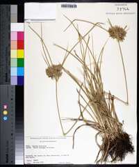 Cyperus ochraceus image