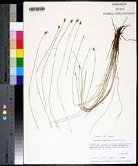 Eleocharis tuberculosa image