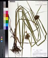 Carex gigantea image