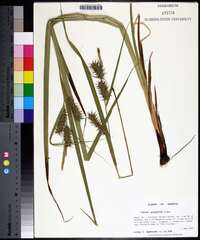 Carex gigantea image