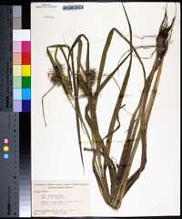 Carex gigantea image