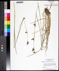 Rhynchospora globularis image
