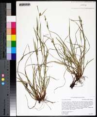 Carex bulbostylis image