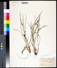 Carex bulbostylis image