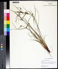 Carex bulbostylis image