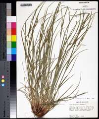 Carex bulbostylis image