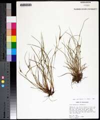 Carex bulbostylis image