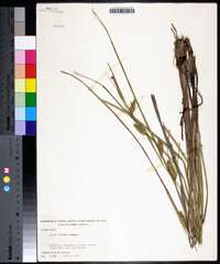 Carex bullata image