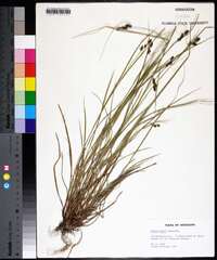 Carex bushii image