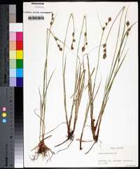 Carex bushii image