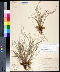 Carex calcifugens image