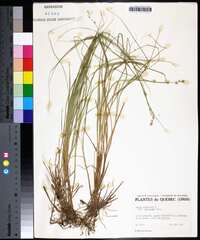 Carex canescens var. disjuncta image