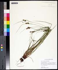 Carex caroliniana image