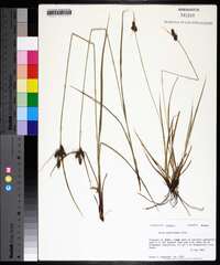 Carex caroliniana image