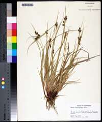 Carex caroliniana image